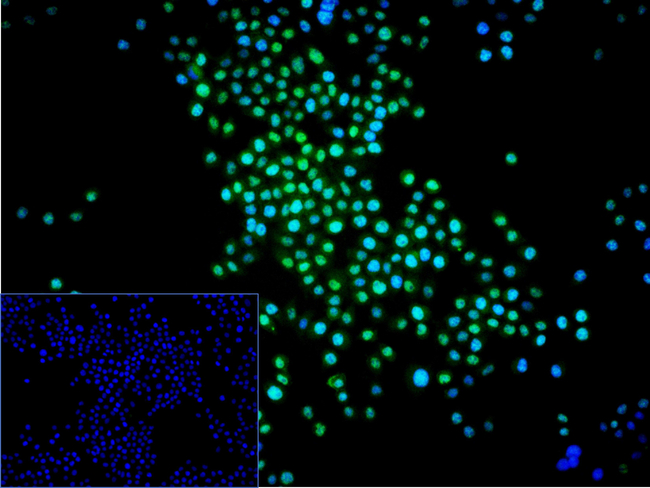 FBXO5 Antibody in Immunocytochemistry (ICC/IF)