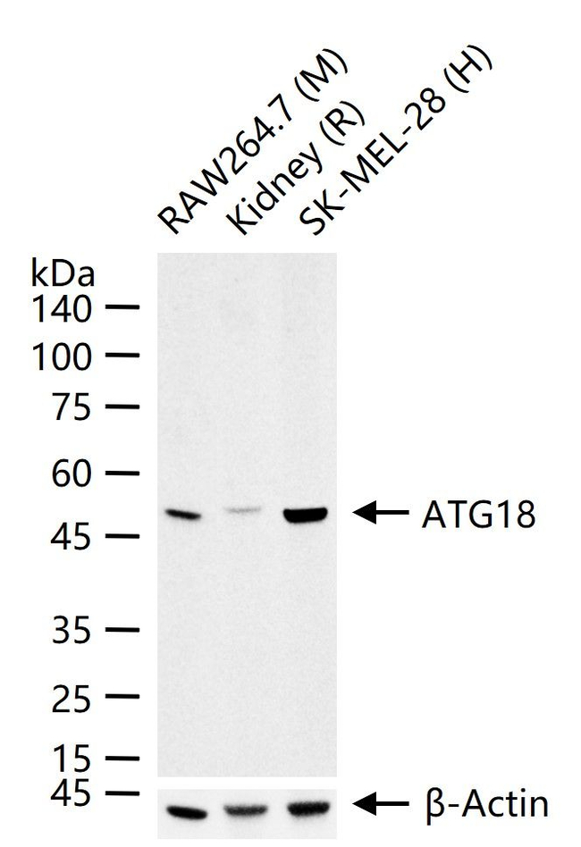 WIPI1 Antibody in Western Blot (WB)
