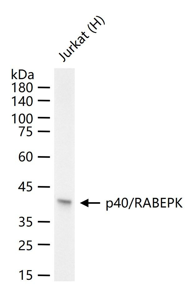 p40 Antibody in Western Blot (WB)