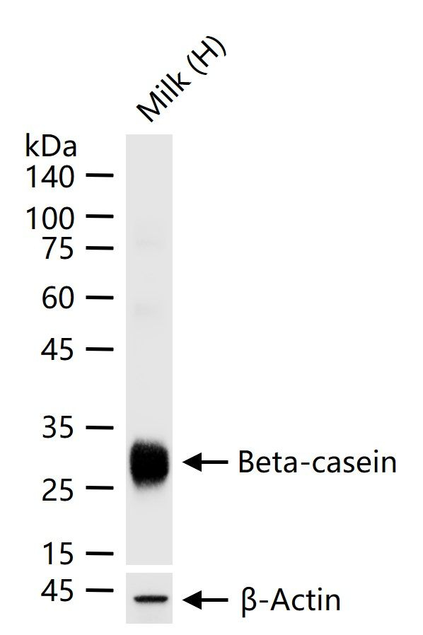 Beta-casein Antibody in Western Blot (WB)
