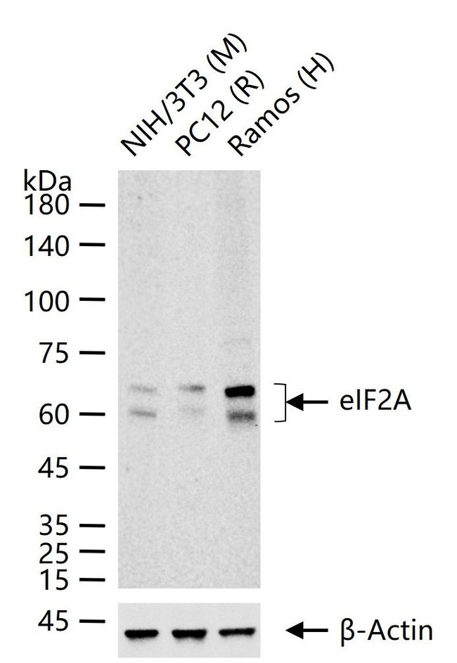 eIF2A Antibody in Western Blot (WB)
