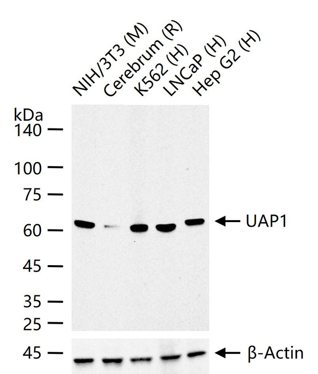 UAP1 Antibody in Western Blot (WB)