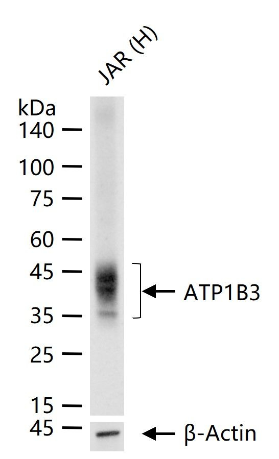 CD298 Antibody in Western Blot (WB)