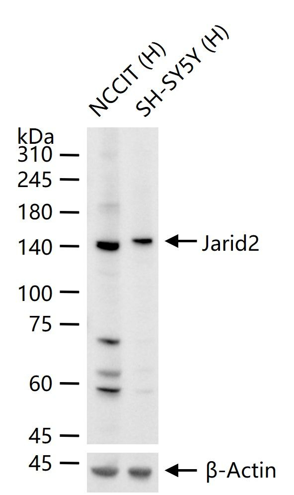 JARID2 Antibody in Western Blot (WB)