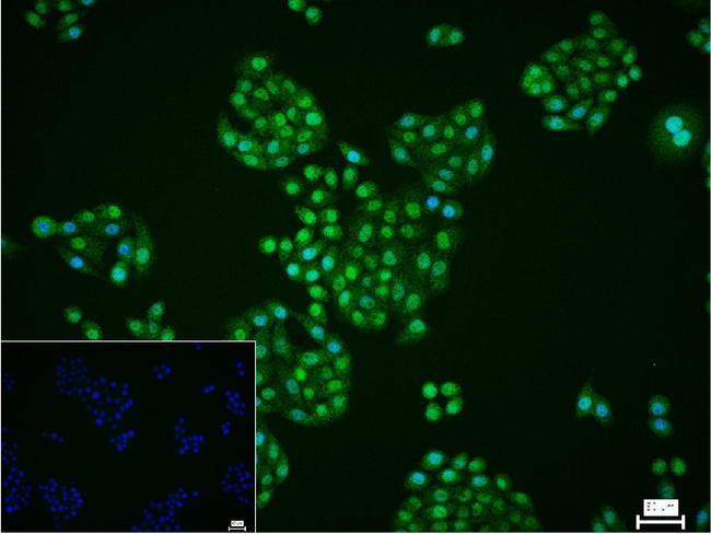 HIPK2 Antibody in Immunocytochemistry (ICC/IF)