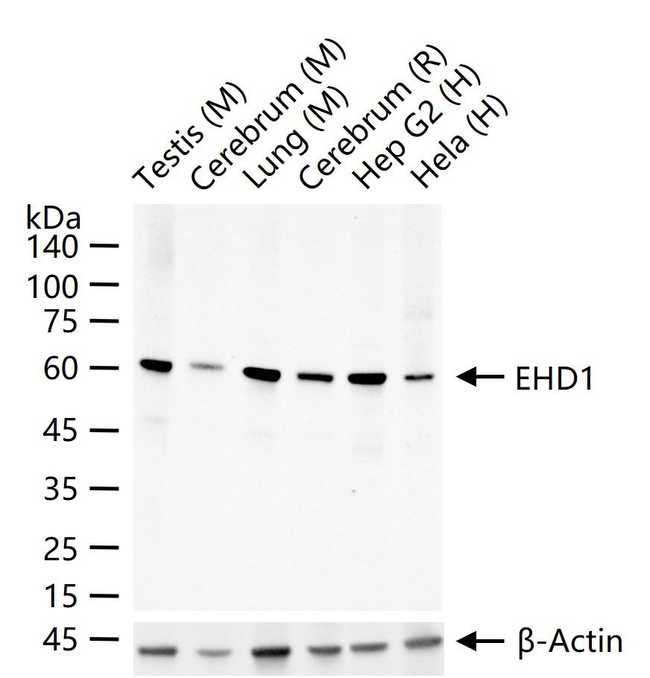 EHD1 Antibody in Western Blot (WB)