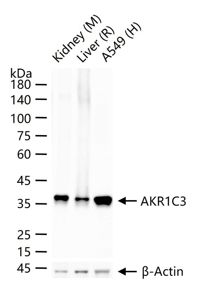 AKR1C3 Antibody in Western Blot (WB)