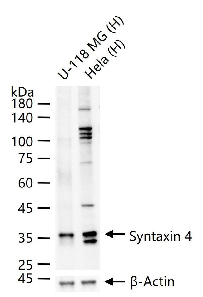 Syntaxin 4 Antibody in Western Blot (WB)
