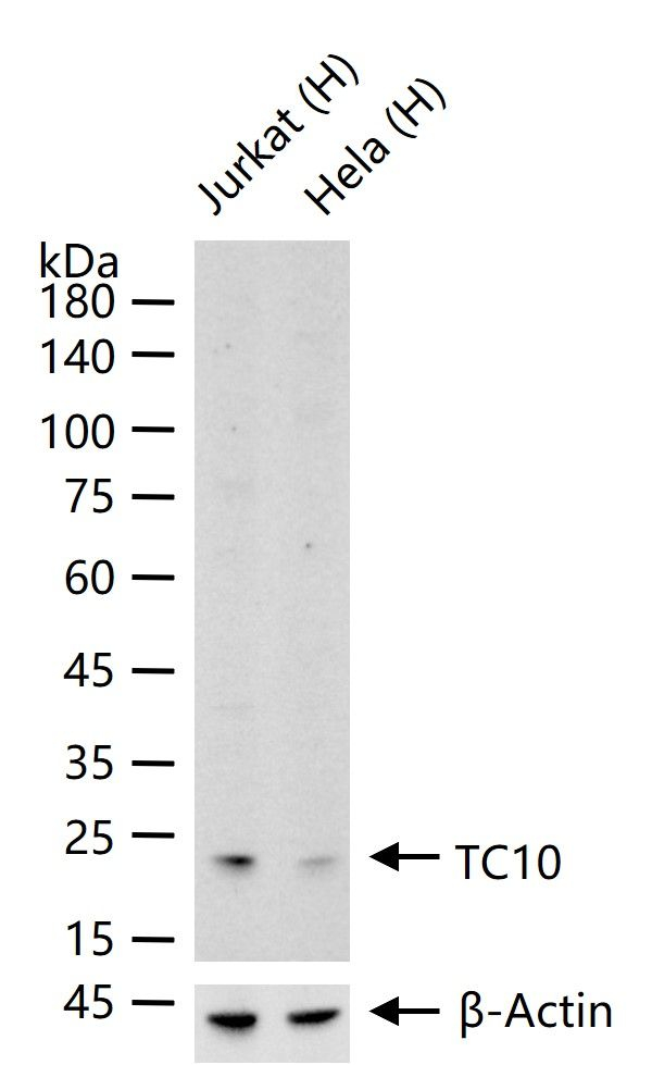 TC10 Antibody in Western Blot (WB)