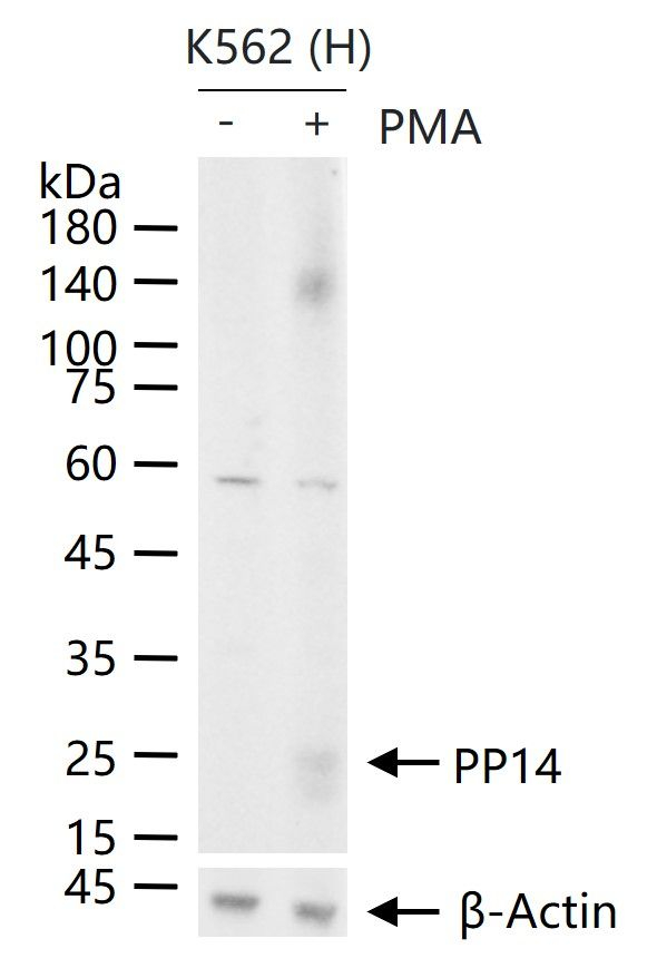 PAEP Antibody in Western Blot (WB)