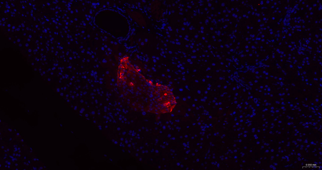 Glucagon Antibody in Immunohistochemistry (Paraffin) (IHC (P))