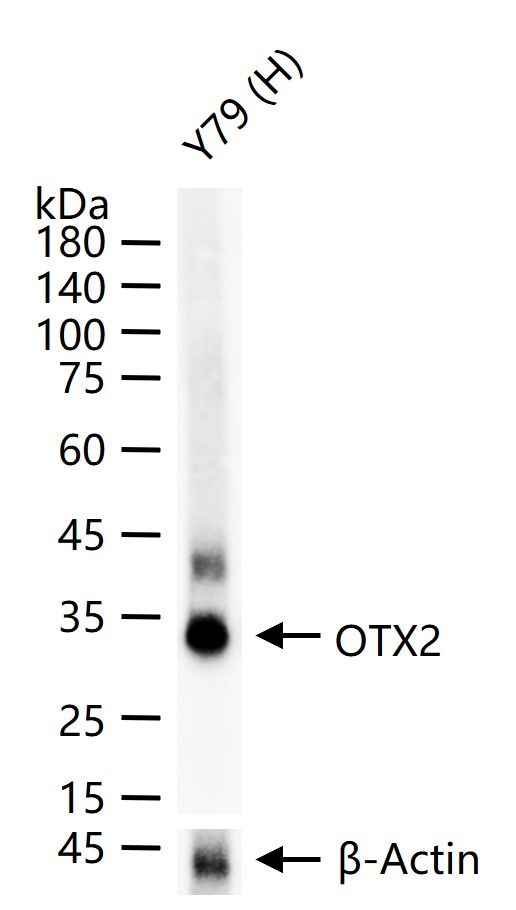 OTX2 Antibody in Western Blot (WB)