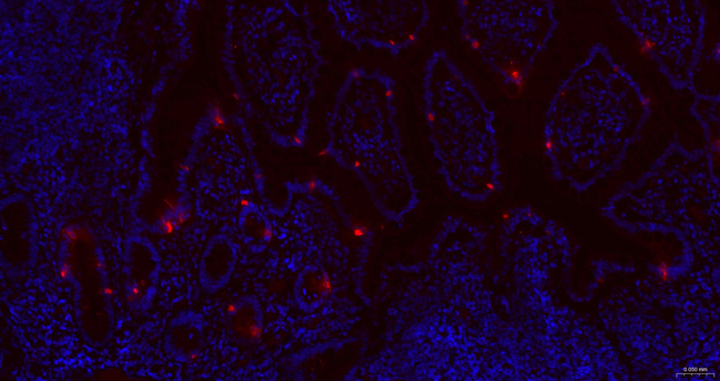Glucagon Antibody in Immunohistochemistry (Paraffin) (IHC (P))