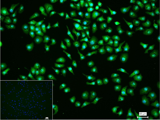 PCYT1A Antibody in Immunocytochemistry (ICC/IF)