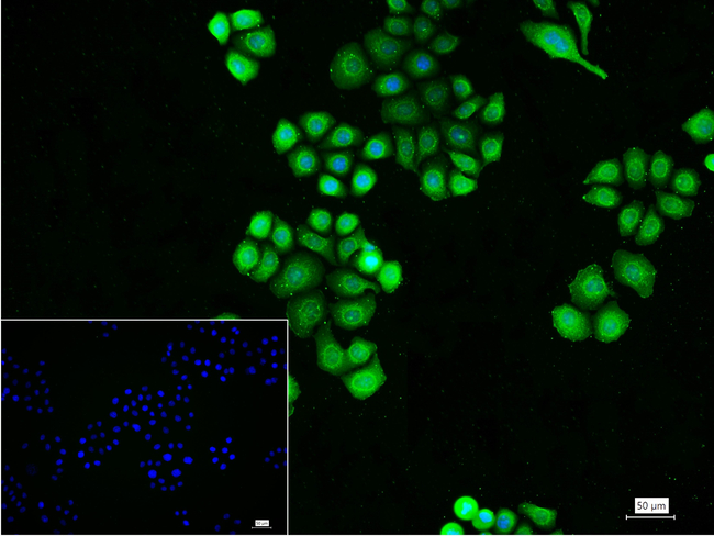TCP1 Antibody in Immunocytochemistry (ICC/IF)