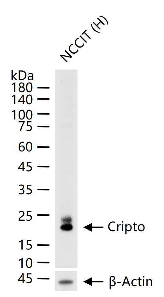 Cripto Antibody in Western Blot (WB)