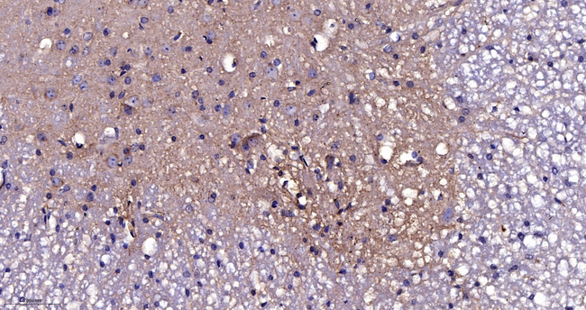 CLSTN1 Antibody in Immunohistochemistry (Paraffin) (IHC (P))