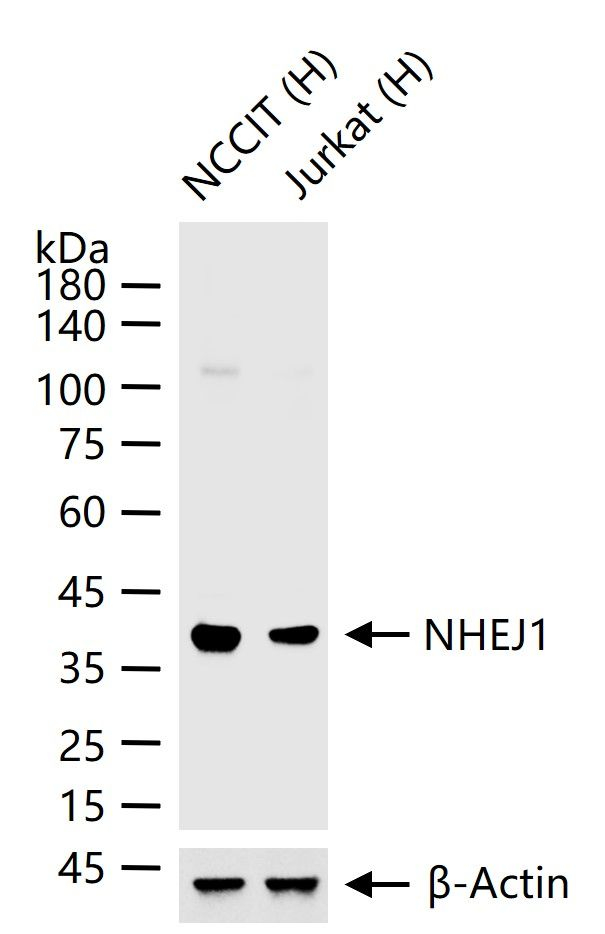 XLF Antibody in Western Blot (WB)