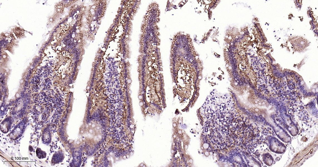 PMCA1 ATPase Antibody in Immunohistochemistry (Paraffin) (IHC (P))
