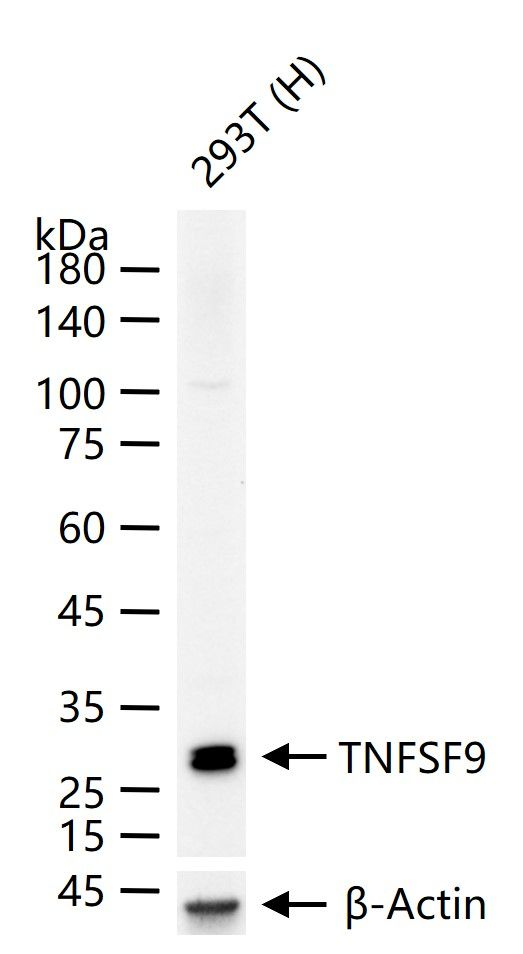 4-1BB Ligand Antibody in Western Blot (WB)