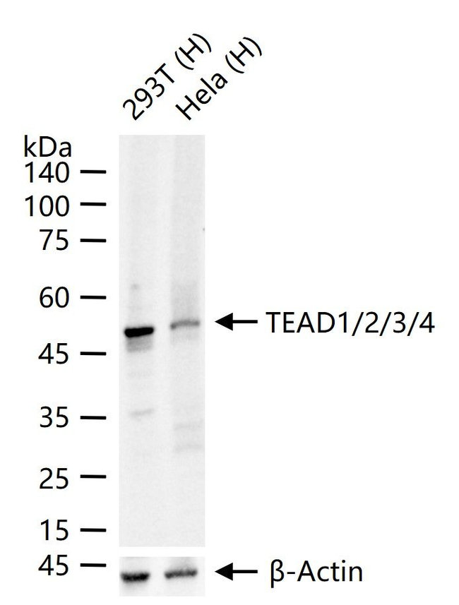 TEAD1/2/3/4 Antibody in Western Blot (WB)