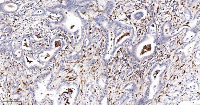 GRB2 Antibody in Immunohistochemistry (Paraffin) (IHC (P))