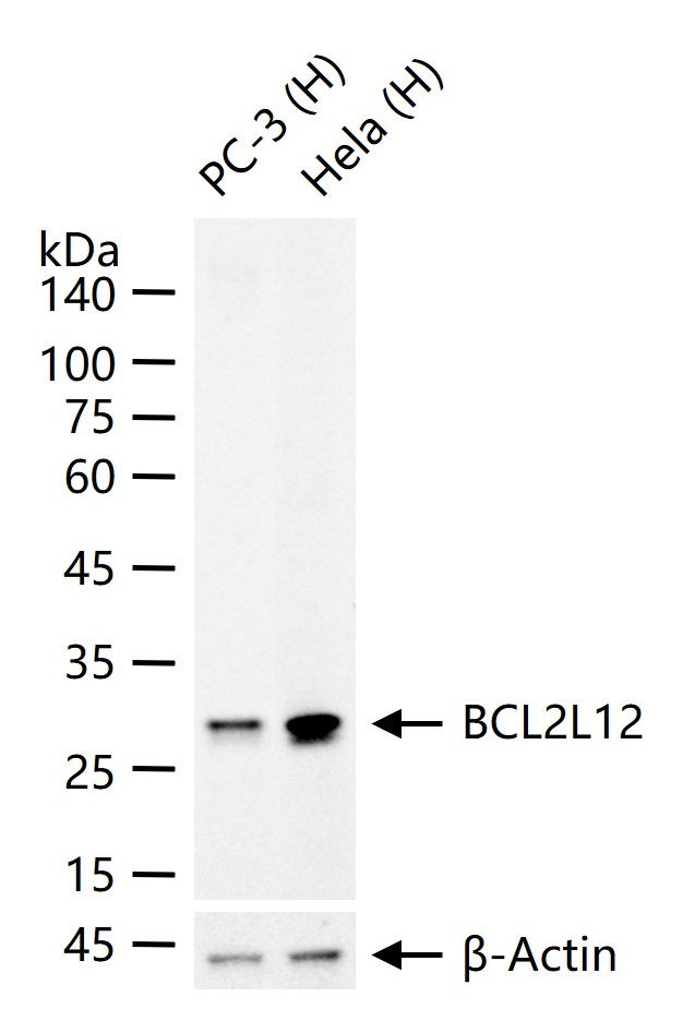 BCL2L12 Antibody in Western Blot (WB)
