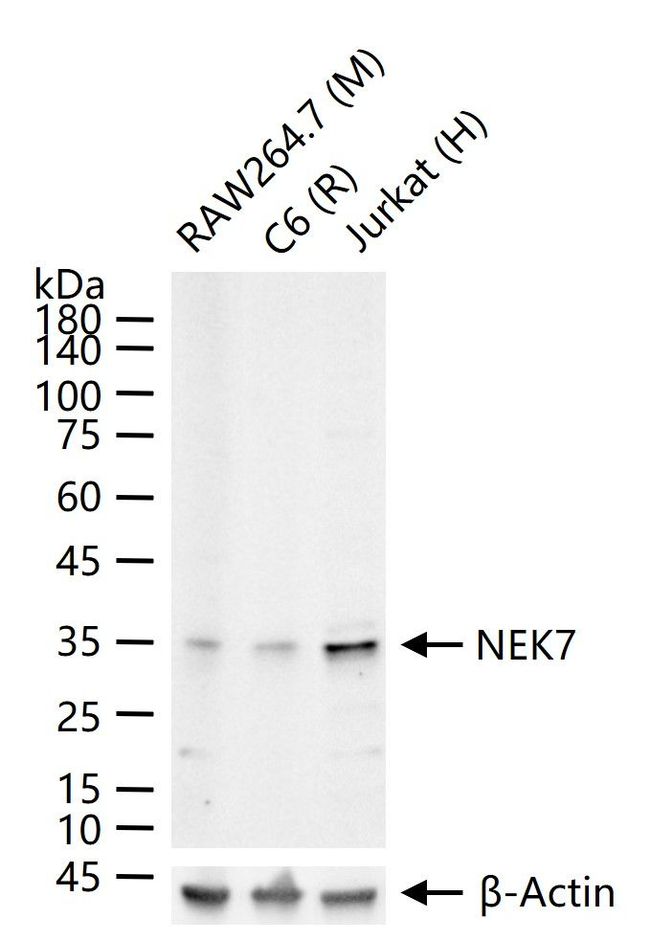 NEK7 Antibody in Western Blot (WB)