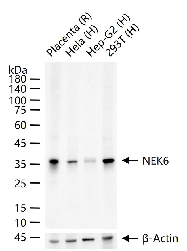 NEK6 Antibody in Western Blot (WB)