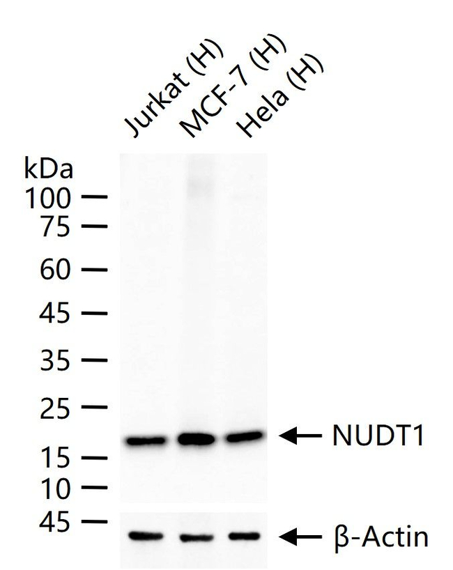 MTH1 Antibody in Western Blot (WB)