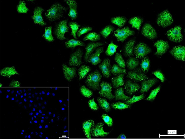 ALY Antibody in Immunocytochemistry (ICC/IF)