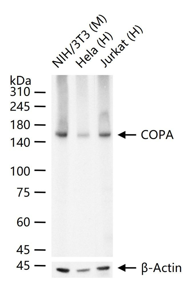 alpha COP Antibody in Western Blot (WB)
