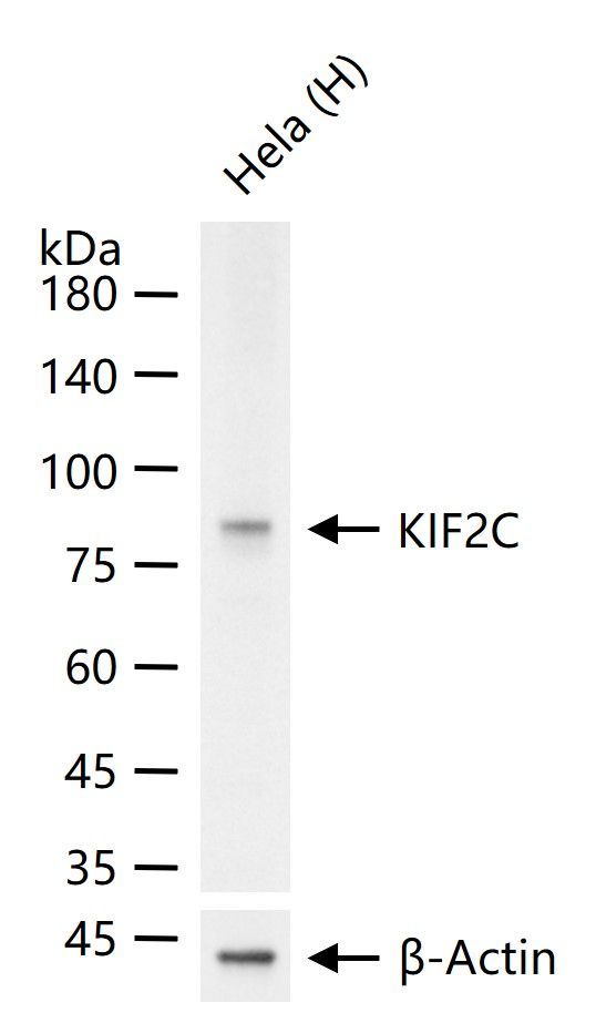 MCAK Antibody in Western Blot (WB)