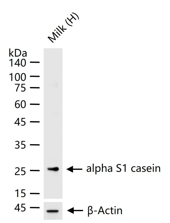 CSN1S1 Antibody in Western Blot (WB)