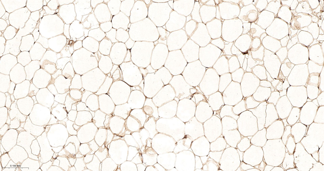 AZGP1 Antibody in Immunohistochemistry (Paraffin) (IHC (P))