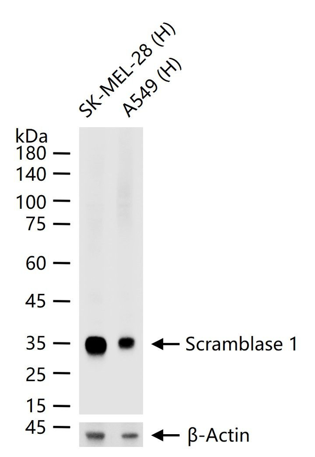 PLSCR1 Antibody in Western Blot (WB)