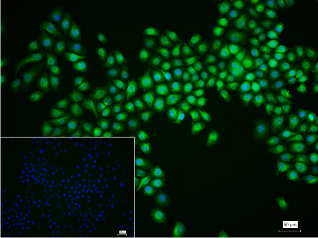RBM8A Antibody in Immunocytochemistry (ICC/IF)