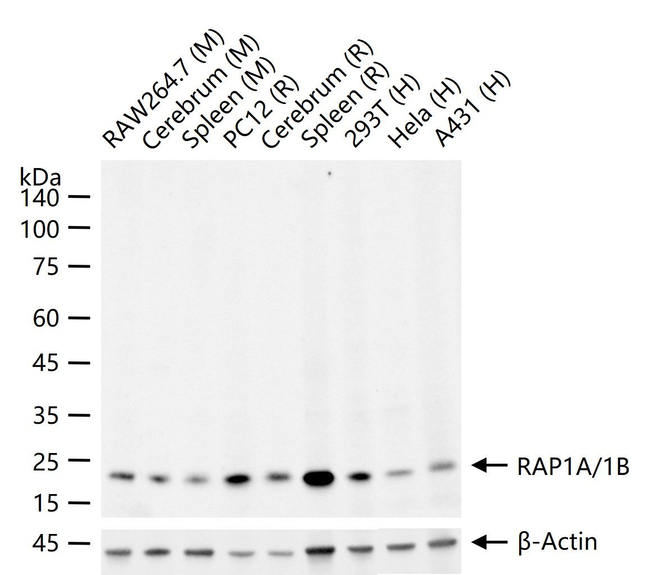 RAP1A/RAP1B Antibody in Western Blot (WB)