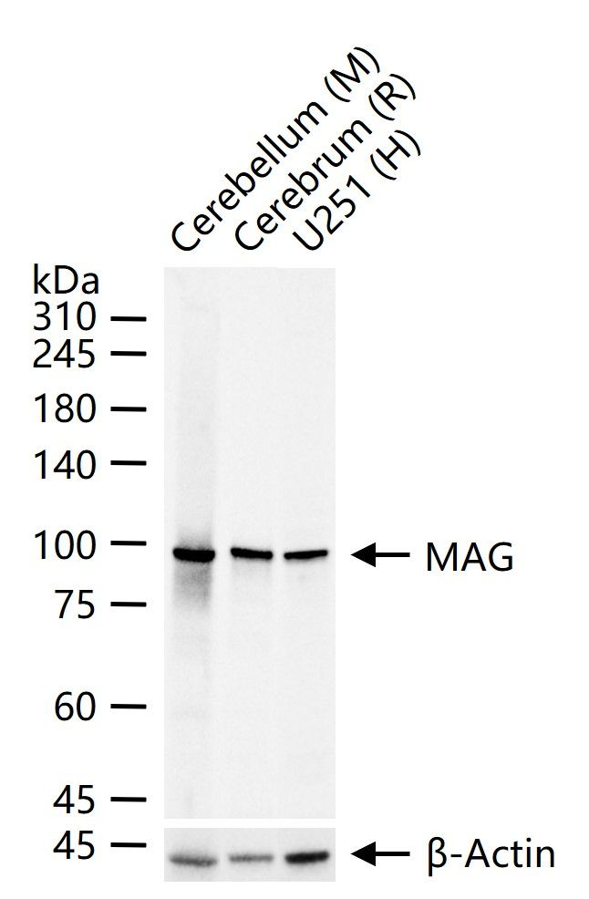 MAG Antibody in Western Blot (WB)