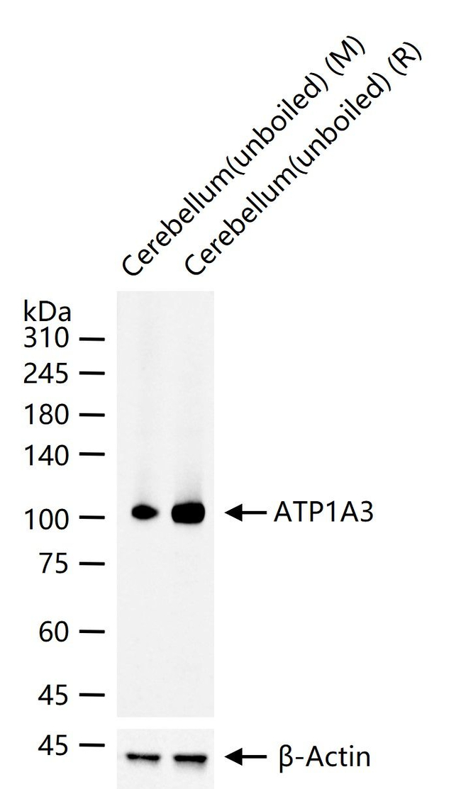 ATP1A3 Antibody in Western Blot (WB)