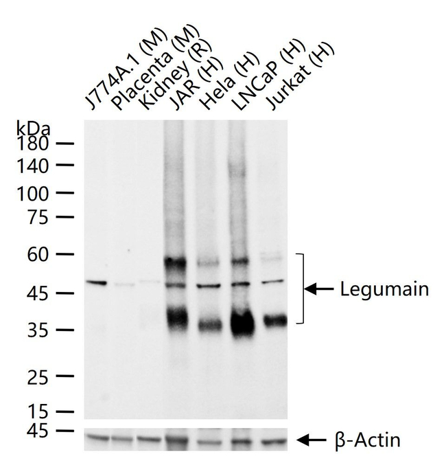LGMN Antibody in Western Blot (WB)