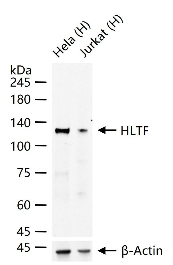 HLTF Antibody in Western Blot (WB)