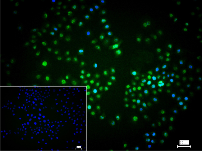 UAP56 Antibody in Immunocytochemistry (ICC/IF)