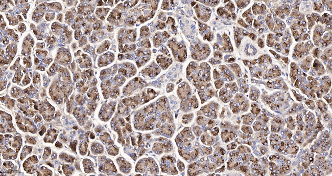 Carboxypeptidase A1/A2/B Antibody in Immunohistochemistry (Paraffin) (IHC (P))