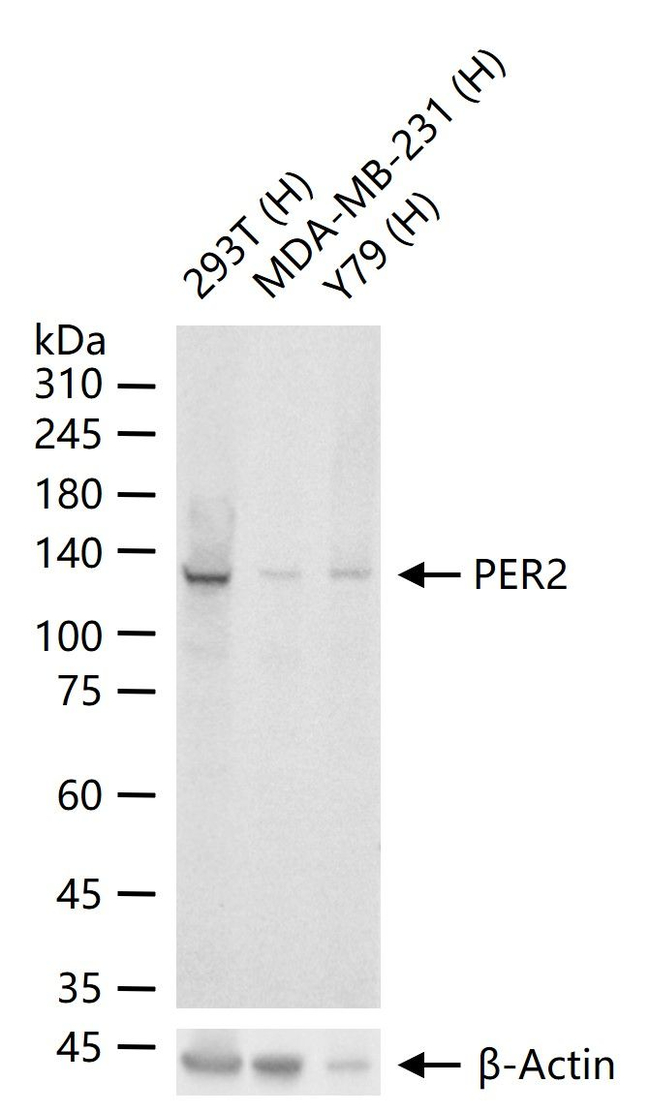 PER2 Antibody in Western Blot (WB)