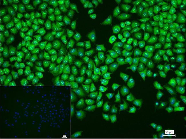 NAP1L1 Antibody in Immunocytochemistry (ICC/IF)
