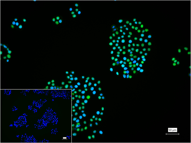 Pokemon Antibody in Immunocytochemistry (ICC/IF)