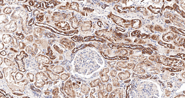 TrxR2 Antibody in Immunohistochemistry (Paraffin) (IHC (P))