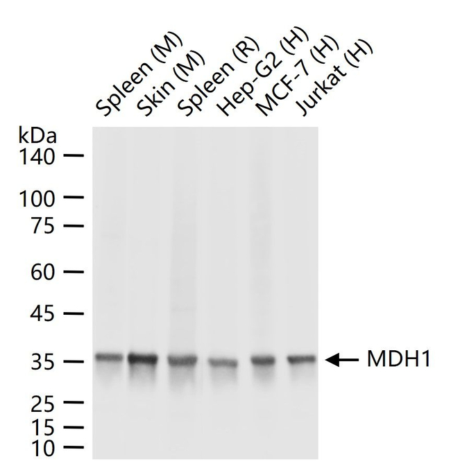 MDH1 Antibody in Western Blot (WB)