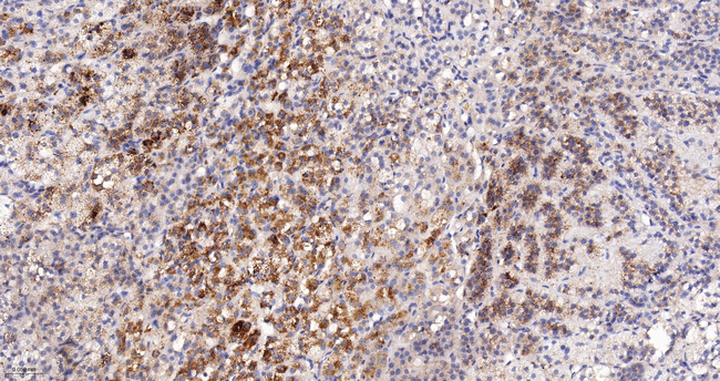 alpha Galactosidase Antibody in Immunohistochemistry (Paraffin) (IHC (P))